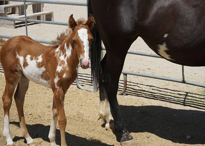 Stagecoach Trails Guest Ranch Station touristique